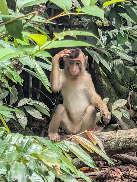 Pig-tailed macaque in the Gunung Leuser rainforest